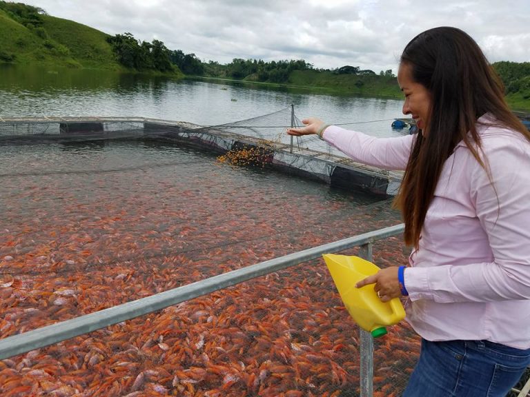 Buena Fe: Prefectura y ESPOL siguen reproduciendo el pez ‘vieja azul’