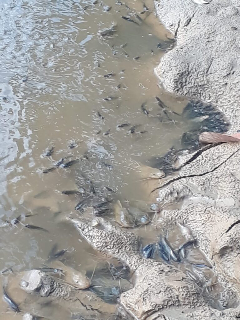 Aparecimiento de peces muertos en ríos enciende las alarmas