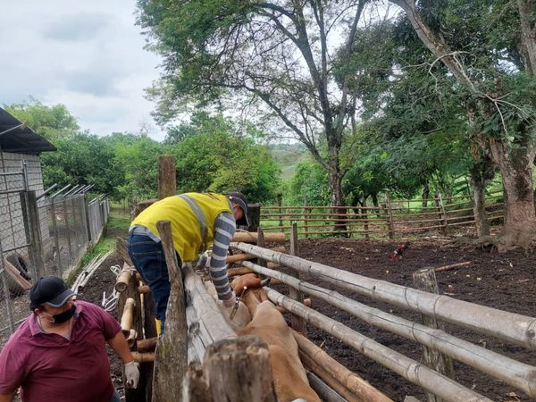 Brigada veterinaria de la Prefectura de Los Ríos llegó a Mocache