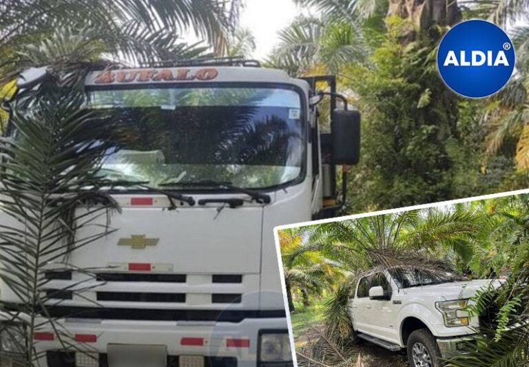 Quevedo: Vehículos robados estaban ocultos en medio de una plantación de palma