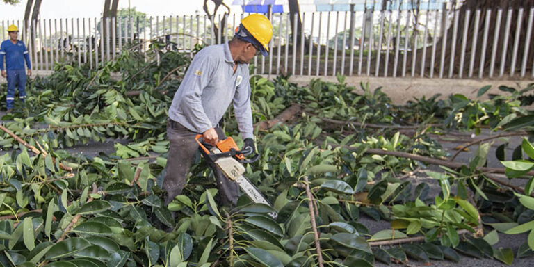 Previo al invierno, Babahoyo poda árboles