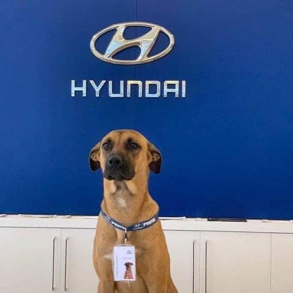 Tucson el perro que fue adoptado en un concesionario de Hyundai en Brasil