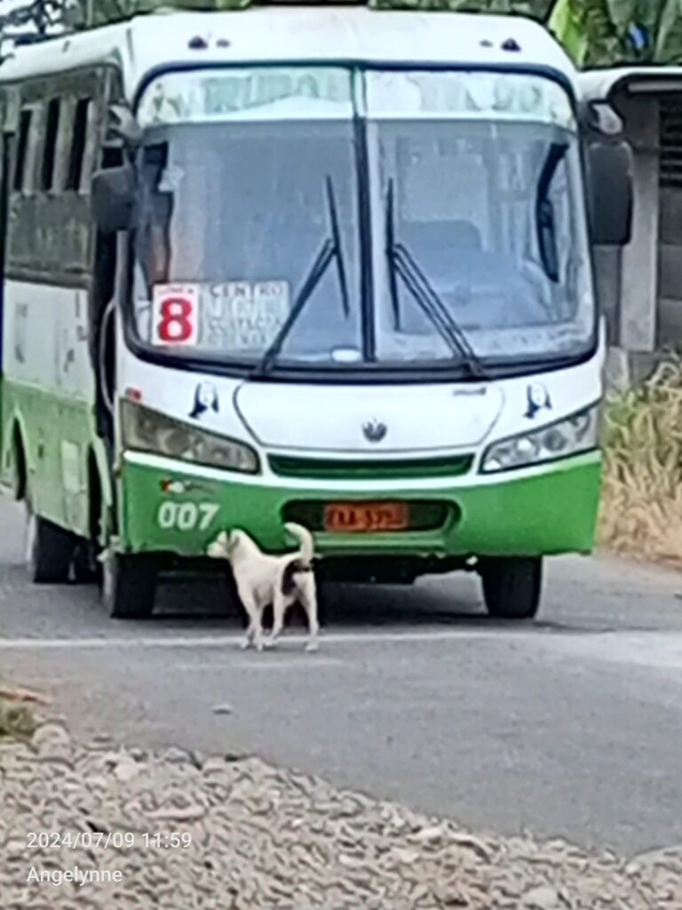 Sujetos armados desvalijan a pasajeros y secuestran conductor de bus urbano en Quevedo