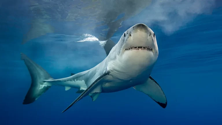 Tiburón blanco surca aguas ecuatorianas: Un visitante inesperado en Galápagos