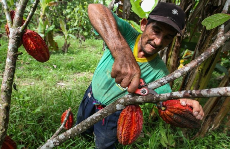 El precio del cacao experimenta una nueva subida en el Ecuador