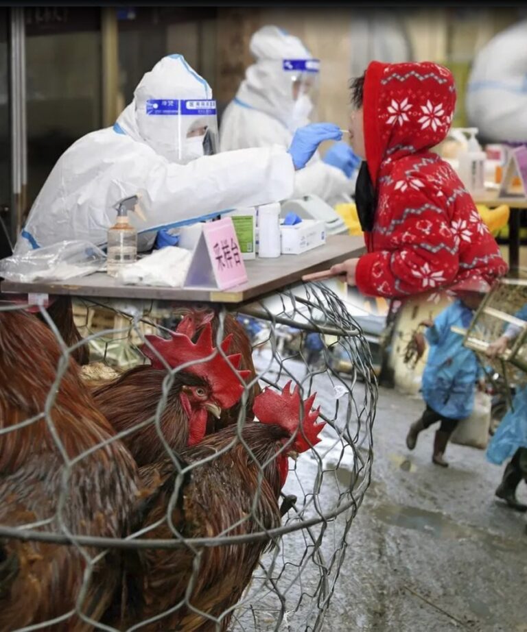 Alerta mundial: Gripe aviar H5N1 amenaza con convertirse en pandemia